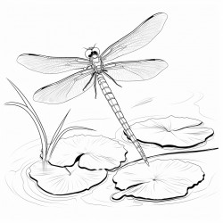 dragonfly on lily pad