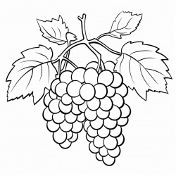 a bunch of grapes