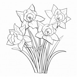 simple daffodils flower drawing with bold and black lines