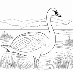 a cute icelandic whooper swan