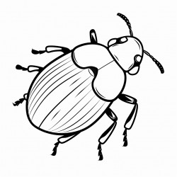 bug simple thick lines no shading normal