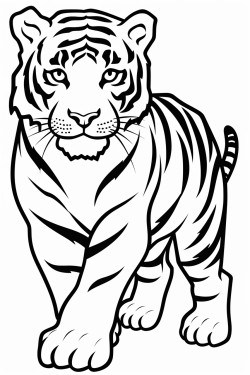draw a tiger prowling