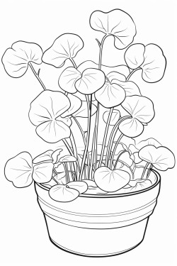 miners lettuce