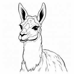 llama