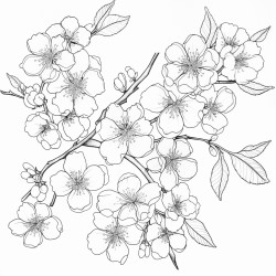 create a blackandwhite coloring page of cherry blossom branches in full bloom use bold clean outlines for the branches and flowers with some blossoms fully open and others just blooming add a few falling petals for detail keep the design simple and uncluttered with large areas