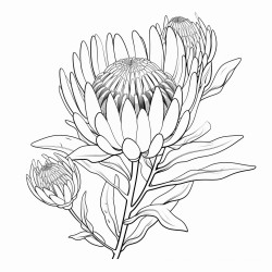 protea flower