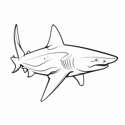 bull shark