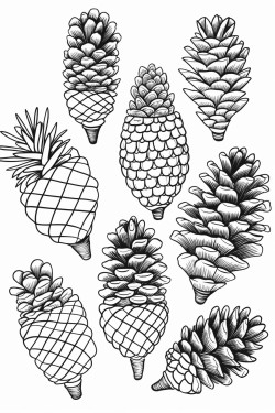 a cute pinecone collection  coloring bookvector white background black and white black drawing