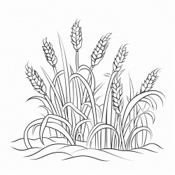 a grain field with flowers between the ears of grain