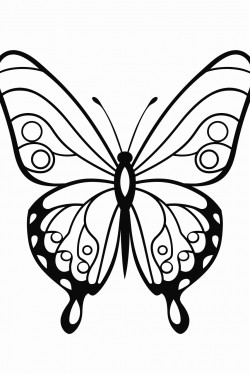 butterfly a large simple butterfly with open wings