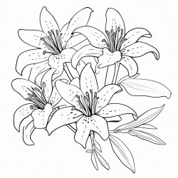 a group of lily flowers