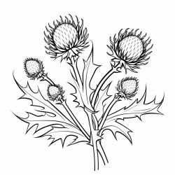 thistle flower