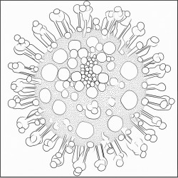 influenza virus