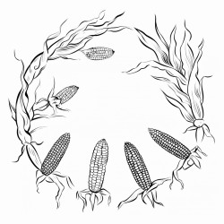 life cycle of field corn