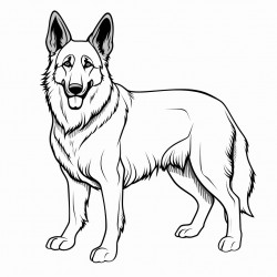 belgian malinois with long hair