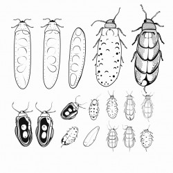 firefly beetle life stages egg larvae pupae adult