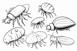insects mushrooms