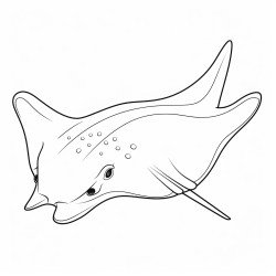 kids coloring page with sting ray black and white simple line art style minimalist drawing white background style raw