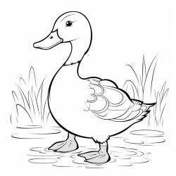 duck