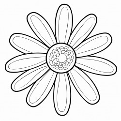 daisy flower