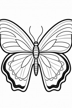 buttefly