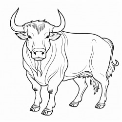 um toro