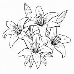 a group of lily flowers