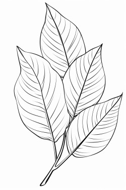 a cute graceful leaves  coloring bookvector white background black and white black drawing