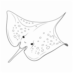 kids coloring page with sting ray black and white simple line art style minimalist drawing white background style raw