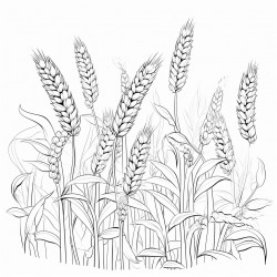 a grain field with flowers between the ears of grain