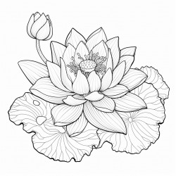 lotus