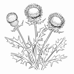 thistle
