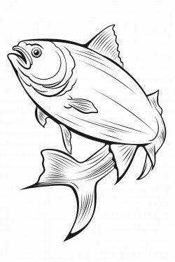 dorado
