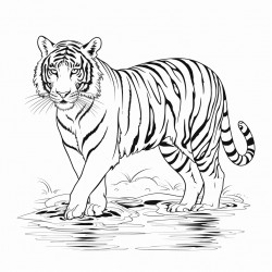 tiger in water