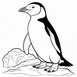 pinguinoa