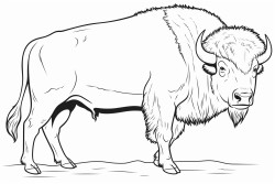 buffalo