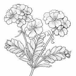 verbena flowers