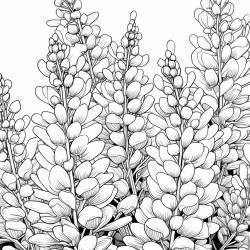 lupins
