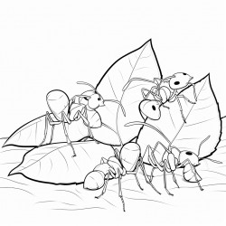 the family of ants working as a team to transport the leaves