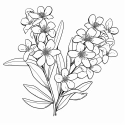 waxflower