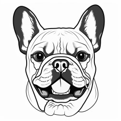 portrait of a pied colored french bulldog face with tongue showing
