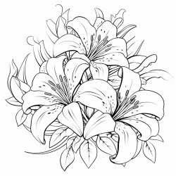 lilies roses border