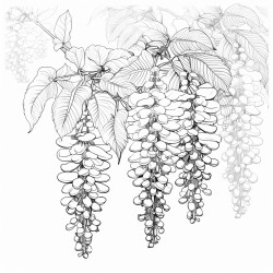 wisteria flowers