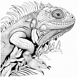 iguana