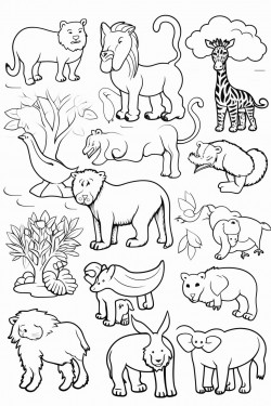 animals and activites