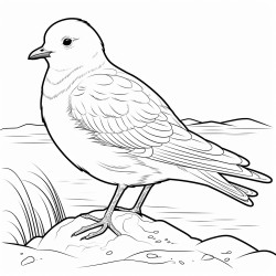cute iceland gull