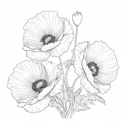 poppy flowers