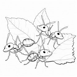 the family of ants working as a team to transport the leaves