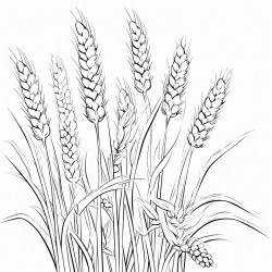 a grain field with flowers between the ears of grain
