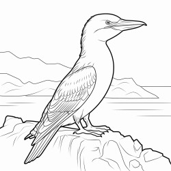 a cute icelandic cormorant